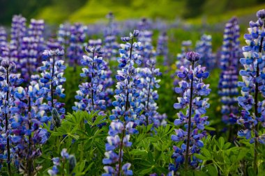 Yazın İzlanda 'da çok güzel bir manzara. Volkanik bir adada masum doğa