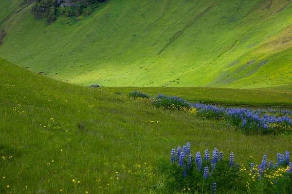 Very Beautiful Landscape Iceland Summer Innocent Nature Volcanic Island — ストック写真