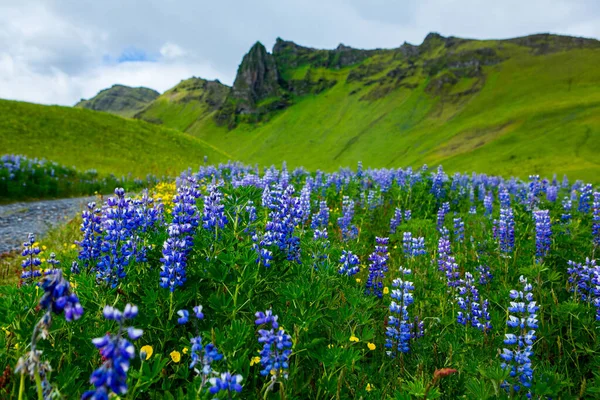 Very Beautiful Landscape Iceland Summer Innocent Nature Volcanic Island — Stockfoto