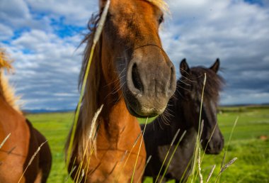 İzlanda düzlüklerinde şirin atlar.