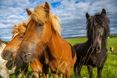 İzlanda düzlüklerinde şirin atlar.