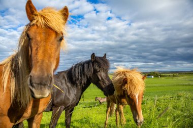 İzlanda düzlüklerinde şirin atlar.