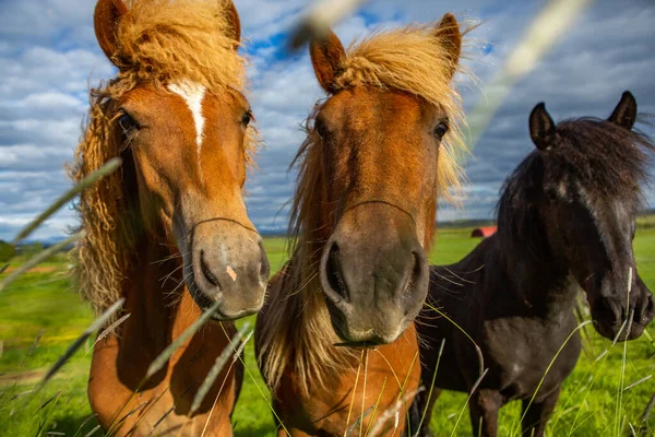 Cavalli Carini Una Pianura Islandese — Foto Stock