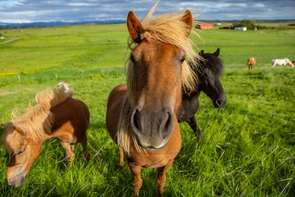 Cavalos Bonitos Uma Planície Islandesa — Fotografia de Stock