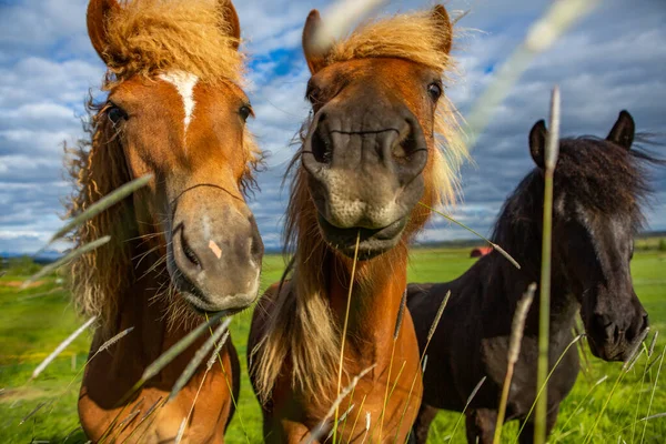 Słodkie Konie Islandzkiej Równinie — Zdjęcie stockowe