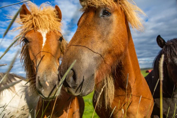Cavalli Carini Una Pianura Islandese — Foto Stock