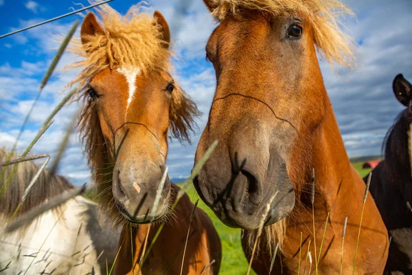 Cute Horses Icelandic Plain — Stockfoto