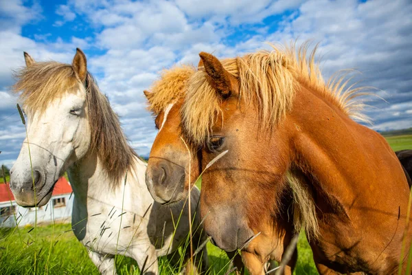 Cute horses on an Icelandic plain.