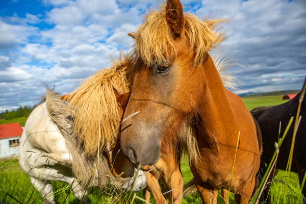 Niedliche Pferde Auf Einer Isländischen Ebene — Stockfoto