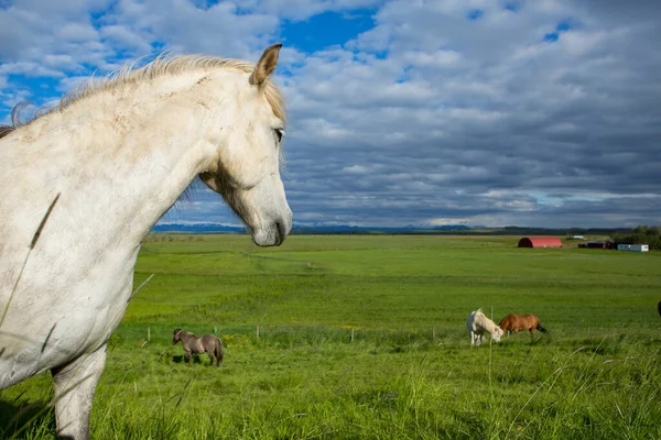 Cute Horses Icelandic Plain — Zdjęcie stockowe