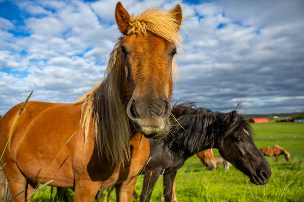 Cavalli Carini Una Pianura Islandese — Foto Stock