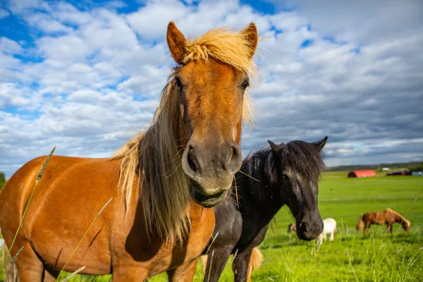 Niedliche Pferde Auf Einer Isländischen Ebene — Stockfoto