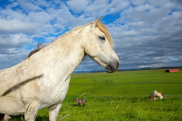 Cute horses on an Icelandic plain.