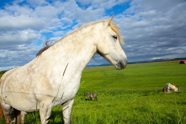 Chevaux Mignons Sur Une Plaine Islandaise — Photo