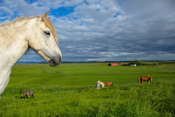 Niedliche Pferde Auf Einer Isländischen Ebene lizenzfreie Stockfotos