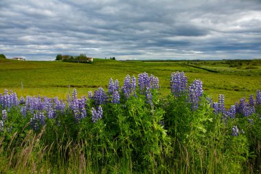 Yaz boyunca İzlanda 'da yeşil doğayla kaplı resim gibi bir manzara. Çok sessiz ve masum bir görüntü..