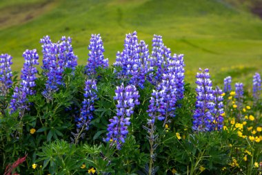 Picturesque landscape with green nature in Iceland during summer. Image with a very quiet and innocent nature.