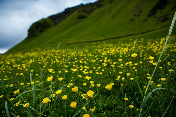 Malowniczy Krajobraz Zieloną Przyrodą Islandii Latem Obraz Bardzo Cichej Niewinnej — Zdjęcie stockowe