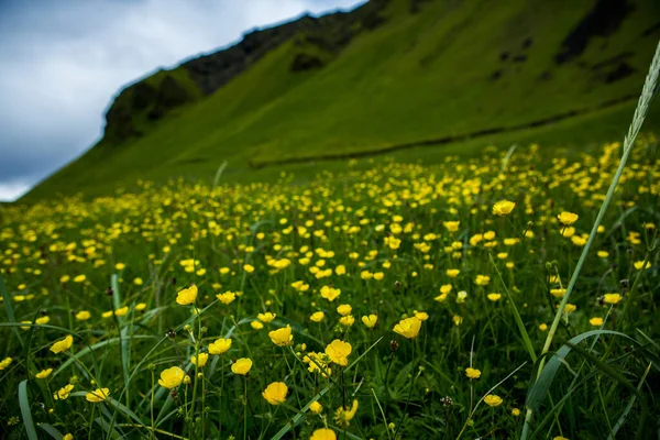 Picturesque Landscape Green Nature Iceland Summer Image Very Quiet Innocent — Photo