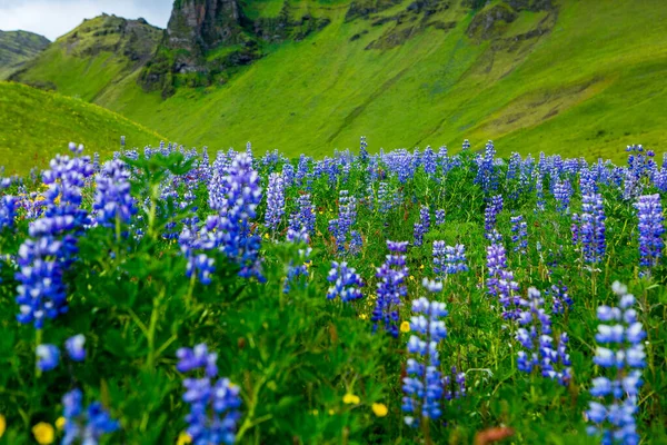 Picturesque Landscape Green Nature Iceland Summer Image Very Quiet Innocent — Stock Photo, Image