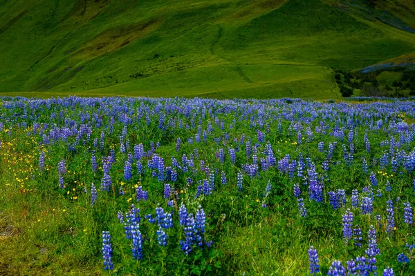여름에는 아이슬란드의 친환경 풍경을 수있습니다 조용하고 자연을 이미지 — 스톡 사진