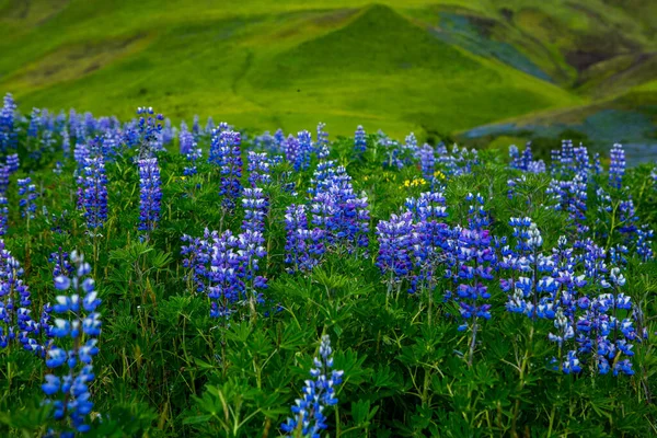 Paisagem Pitoresca Com Natureza Verde Islândia Durante Verão Imagem Com — Fotografia de Stock