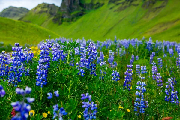 Picturesque Landscape Green Nature Iceland Summer Image Very Quiet Innocent — Stock Photo, Image