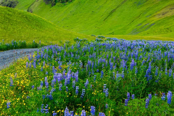 Picturesque Landscape Green Nature Iceland Summer Image Very Quiet Innocent — Stock Photo, Image