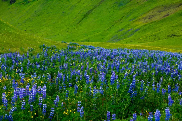 Picturesque Landscape Green Nature Iceland Summer Image Very Quiet Innocent — Stock Photo, Image