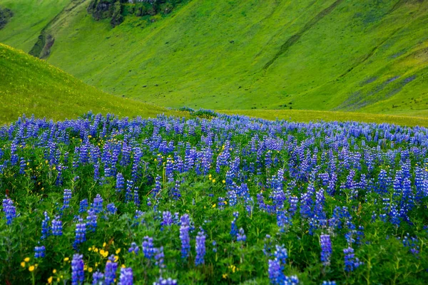 Picturesque Landscape Green Nature Iceland Summer Image Very Quiet Innocent — Stock Photo, Image