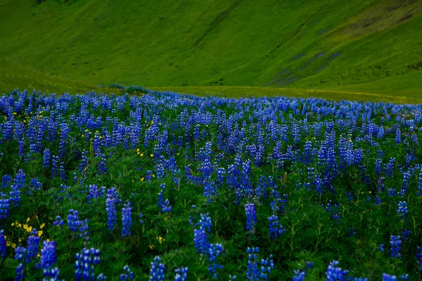 Paisagem Pitoresca Com Natureza Verde Islândia Durante Verão Imagem Com — Fotografia de Stock