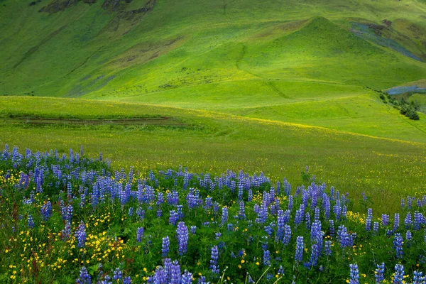 Picturesque Landscape Green Nature Iceland Summer Image Very Quiet Innocent — Stockfoto