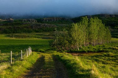 Yaz boyunca İzlanda 'da yeşil doğayla kaplı resim gibi bir manzara. Çok sessiz ve masum bir görüntü..