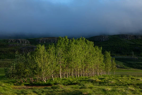 Picturesque Landscape Green Nature Iceland Summer Image Very Quiet Innocent — 图库照片