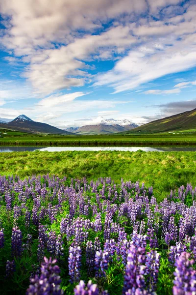 Paisagem Pitoresca Com Natureza Verde Islândia Durante Verão Imagem Com — Fotografia de Stock