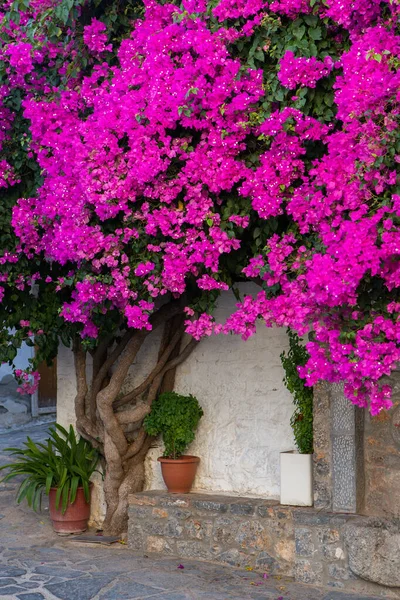 Narrow Colorful Street Village Kritsa Island Crete White Street Beautiful — Stock Photo, Image