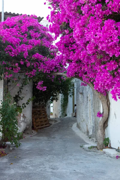 Narrow Colorful Street Village Kritsa Island Crete White Street Beautiful — Stock Photo, Image