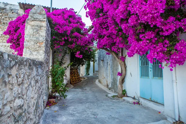 Schmale Und Bunte Straße Dorf Kritsa Auf Der Insel Kreta — Stockfoto