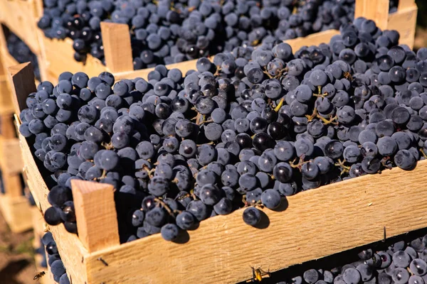 Świeże Winogrona Skrzyniach Zebranych Winnicy Winogrona Gotowe Dostawy Lub Wywozu — Zdjęcie stockowe