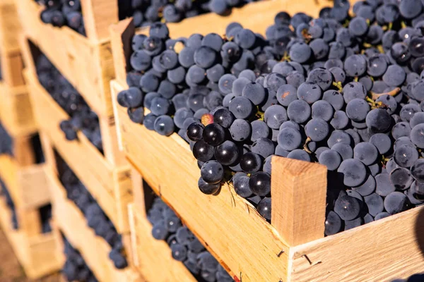 Świeże Winogrona Skrzyniach Zebranych Winnicy Winogrona Gotowe Dostawy Lub Wywozu — Zdjęcie stockowe