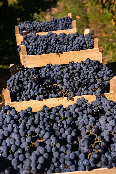 Raisins Frais Dans Des Caisses Récoltées Dans Vignoble Raisins Prêts — Photo