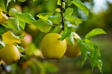 Meyve bahçesinden taze elmalar. Moldova Cumhuriyeti 'ndeki meyve bahçesinden toplanmaya hazır elma hasadı.