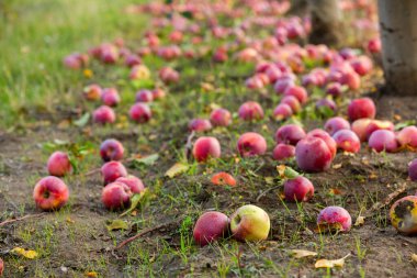 Meyve bahçesinden taze elmalar. Moldova Cumhuriyeti 'ndeki meyve bahçesinden toplanmaya hazır elma hasadı.