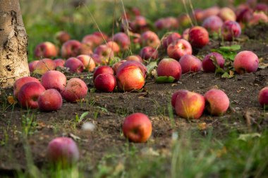 Meyve bahçesinden taze elmalar. Moldova Cumhuriyeti 'ndeki meyve bahçesinden toplanmaya hazır elma hasadı.