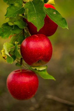 Meyve bahçesinden taze elmalar. Moldova Cumhuriyeti 'ndeki meyve bahçesinden toplanmaya hazır elma hasadı.