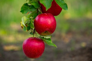 Meyve bahçesinden taze elmalar. Moldova Cumhuriyeti 'ndeki meyve bahçesinden toplanmaya hazır elma hasadı.
