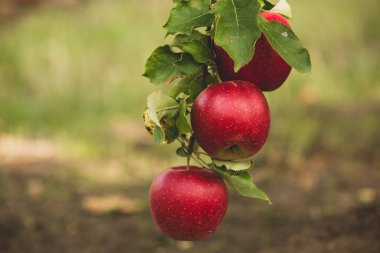 Meyve bahçesinden taze elmalar. Moldova Cumhuriyeti 'ndeki meyve bahçesinden toplanmaya hazır elma hasadı.