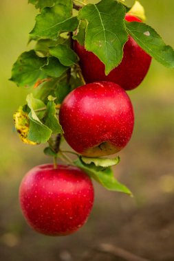 Meyve bahçesinden taze elmalar. Moldova Cumhuriyeti 'ndeki meyve bahçesinden toplanmaya hazır elma hasadı.
