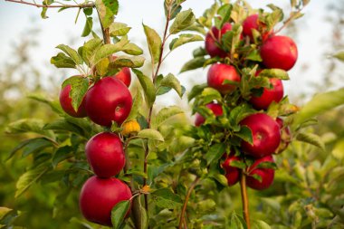 Meyve bahçesinden taze elmalar. Moldova Cumhuriyeti 'ndeki meyve bahçesinden toplanmaya hazır elma hasadı.