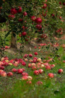 Meyve bahçesinden taze elmalar. Moldova Cumhuriyeti 'ndeki meyve bahçesinden toplanmaya hazır elma hasadı.